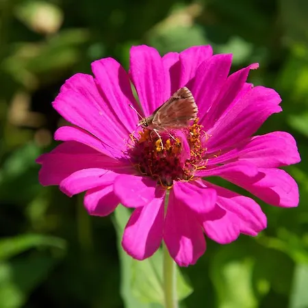 Avvisania Ferienhaus Agia Efimia