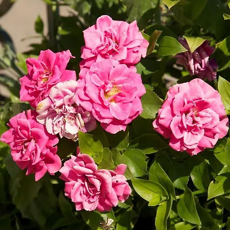 Avvisania Ferienhaus *