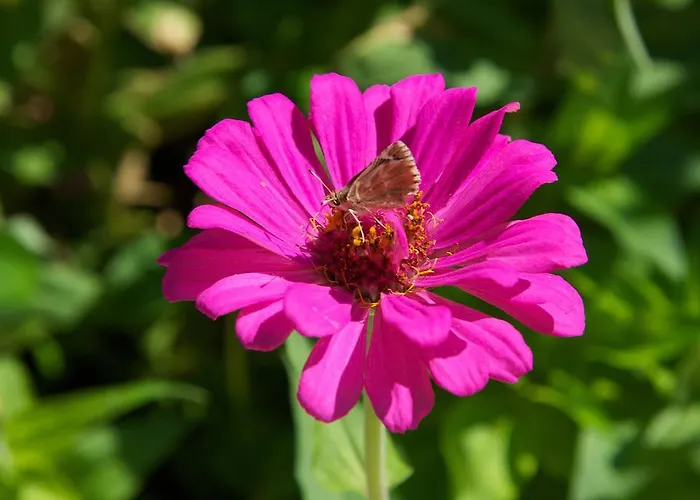 Avvisania Hébergement de vacances Agia Efimia