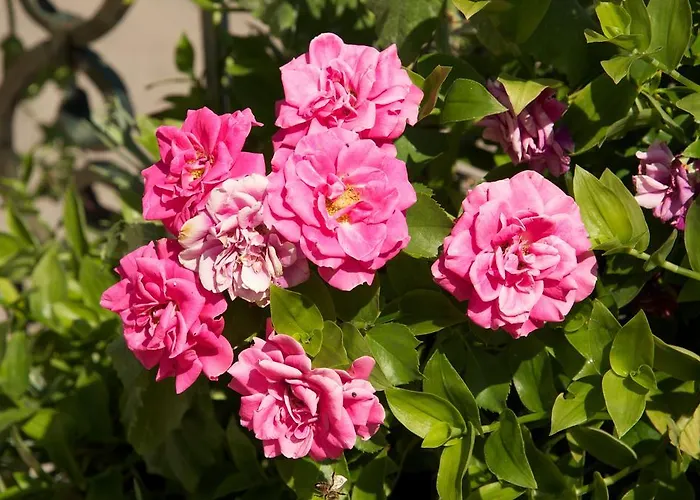 Avvisania Hébergement de vacances *